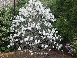 Magnolia stellata 100-125 CM C10