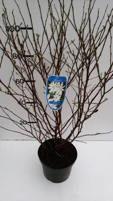 Magnolia stellata 100-125 CM C10 - Image 2