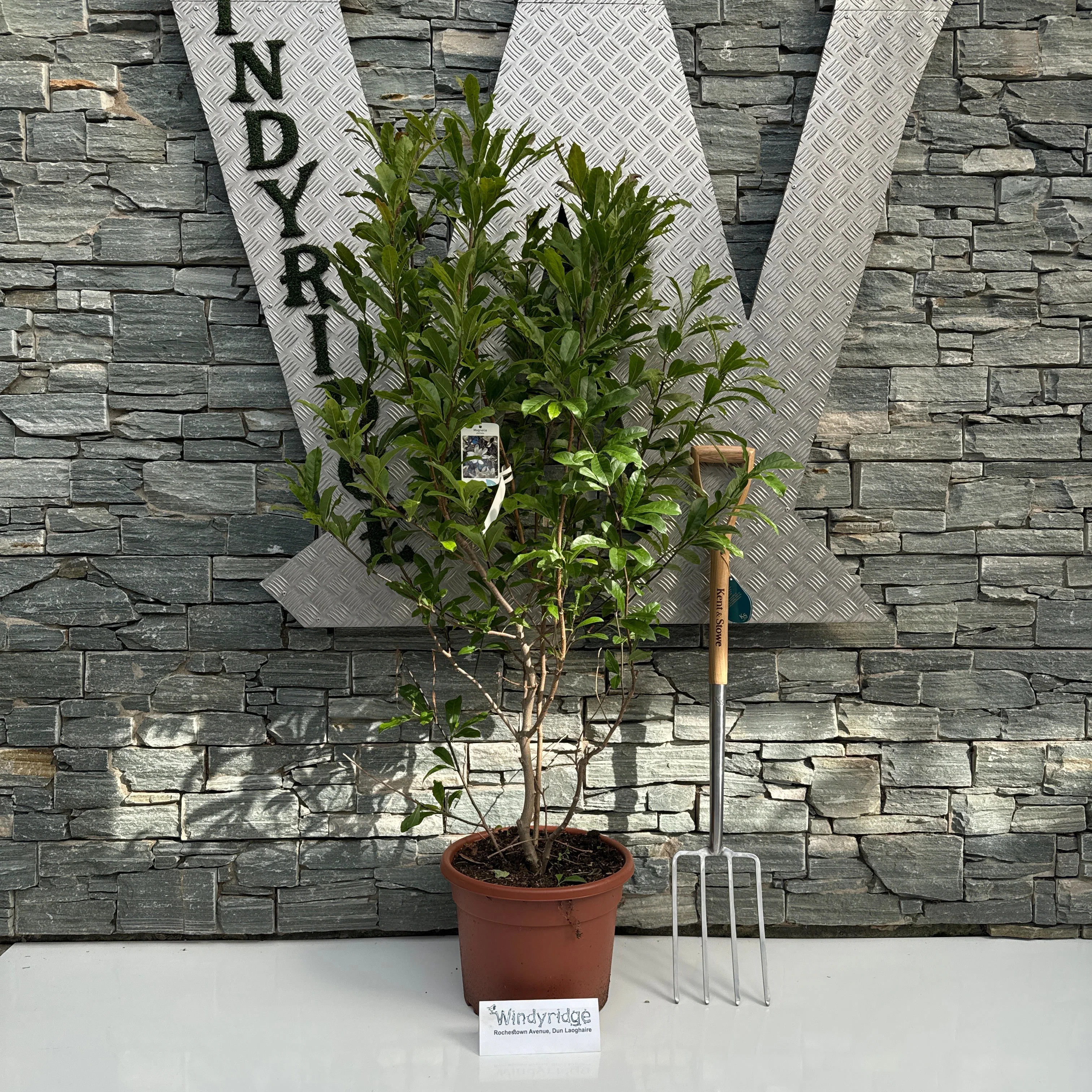 Magnolia stellata 100-125 CM C20