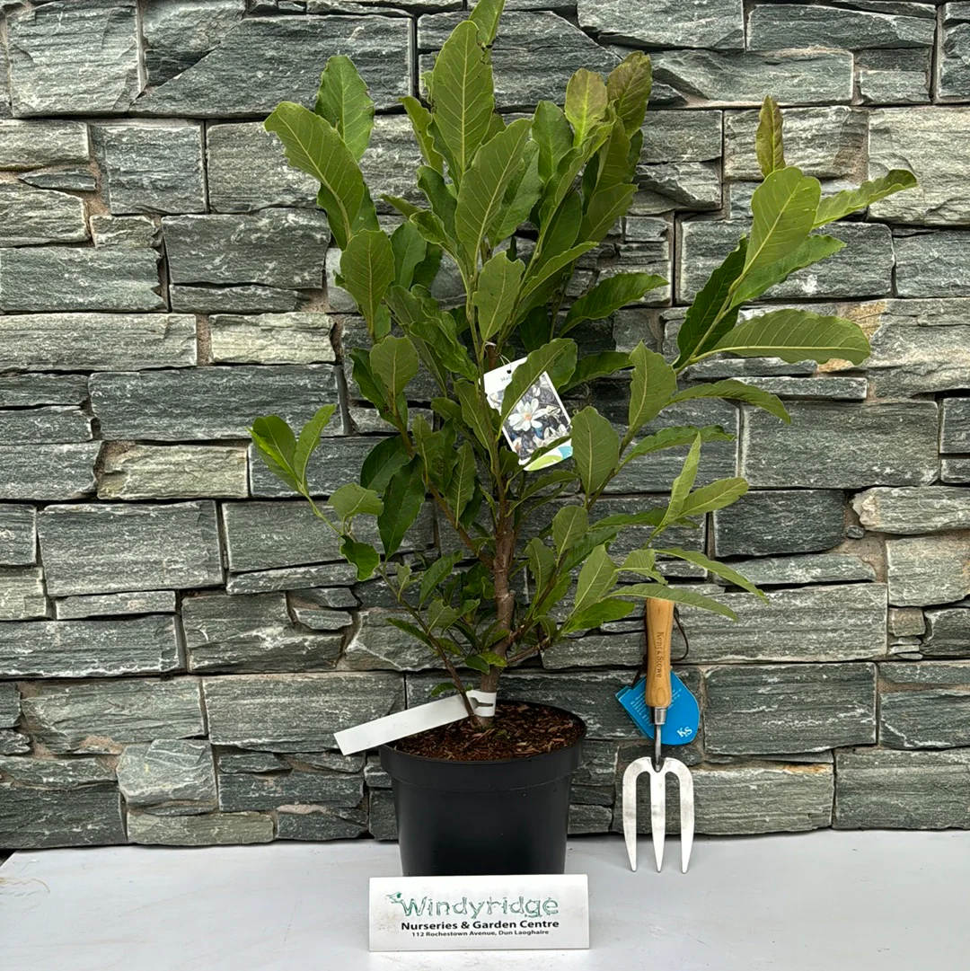 Magnolia stellata - Image 2