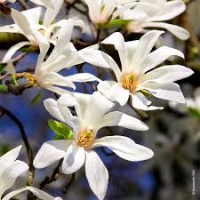 Magnolia stellata 7.5 Ltr pot