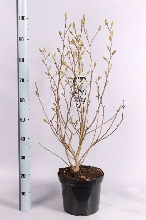 Magnolia stellata 7.5 Ltr pot - Image 2