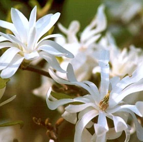 MAGNOLIA STELLATA 80cm stem