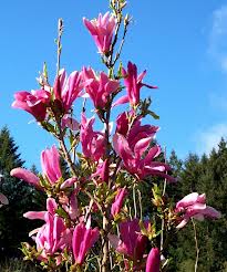 Magnolia Susan