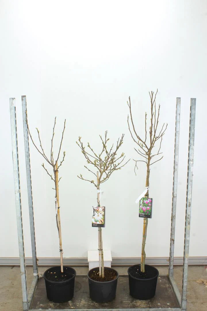 MAGNOLIA SUSAN 70cm stem - Image 2