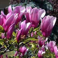 Magnolia Susan / 80-100 CM C7.5