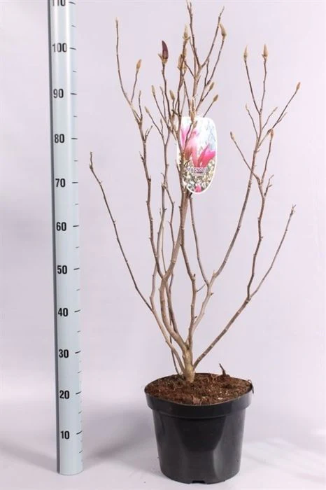 Magnolia Susan / 80-100 CM C7.5 - Image 3