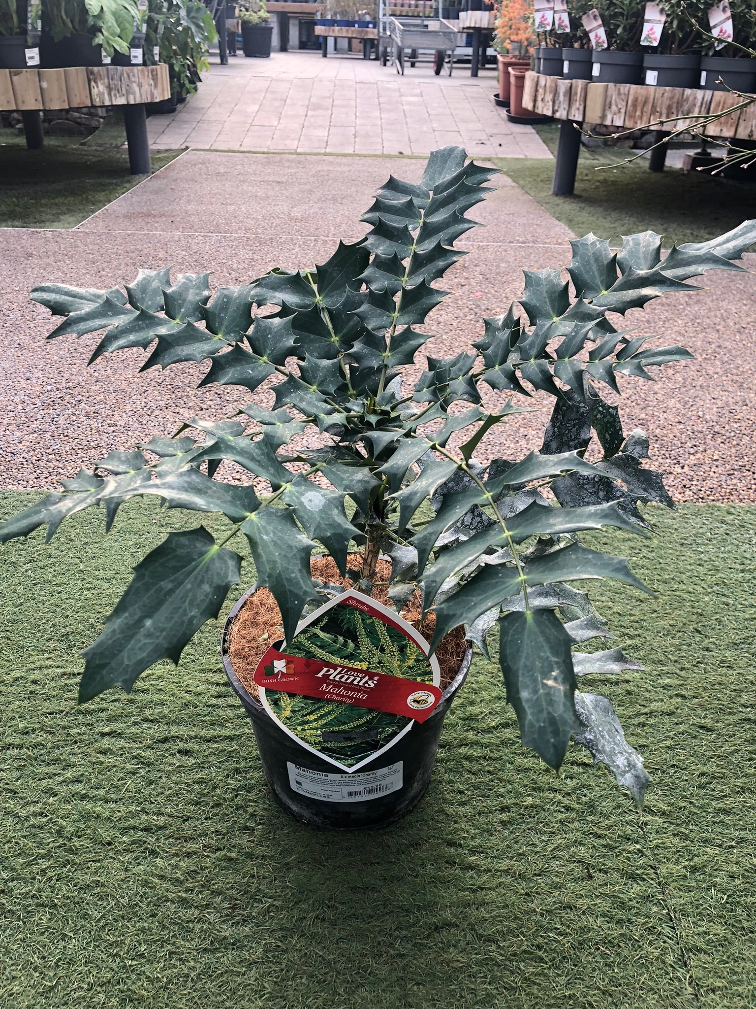 Mahonia A x Media Charity - Image 2