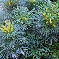 Mahonia eur. Soft Caress 3 Ltr pot