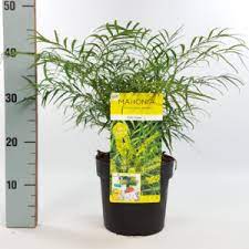 Mahonia eur. Soft Caress 3 Ltr pot - Image 3