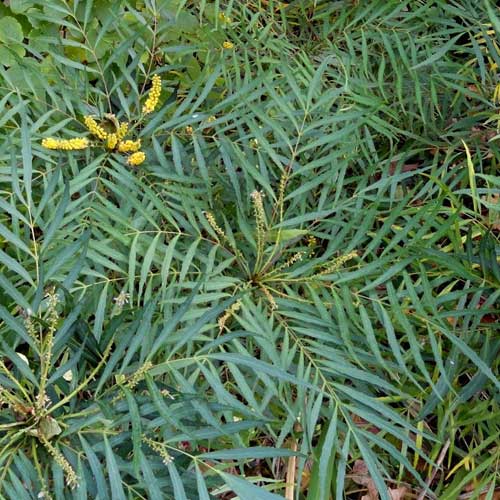 Mahonia eur. Soft Caress - Image 4