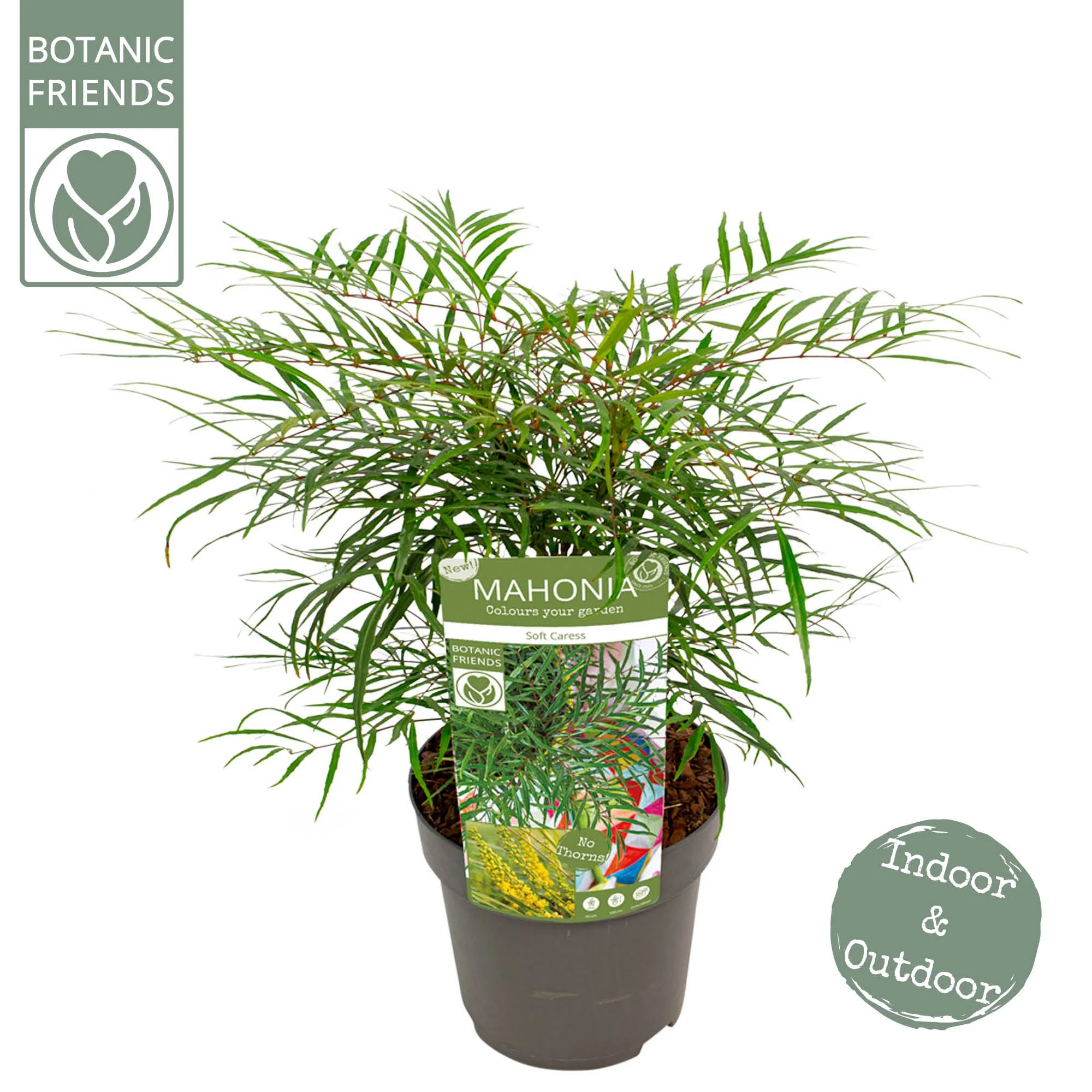 Mahonia eur. Soft Caress - Image 5