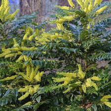 Mahonia media Winter Sun 3 Ltr pot