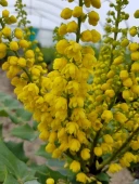 Mahonia media Winter Sun 3 Ltr pot - Image 3