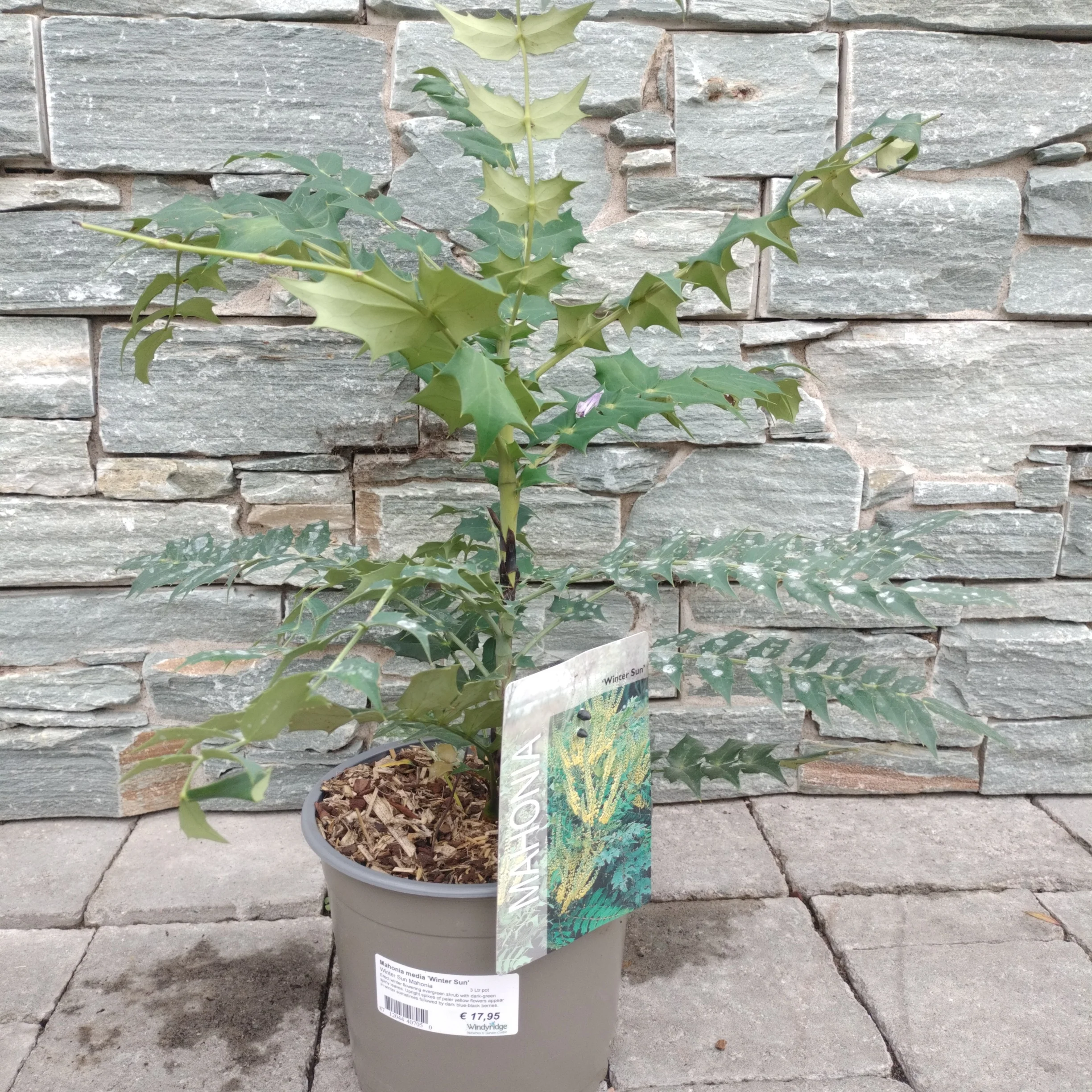 Mahonia media Winter Sun 3 Ltr pot - Image 4