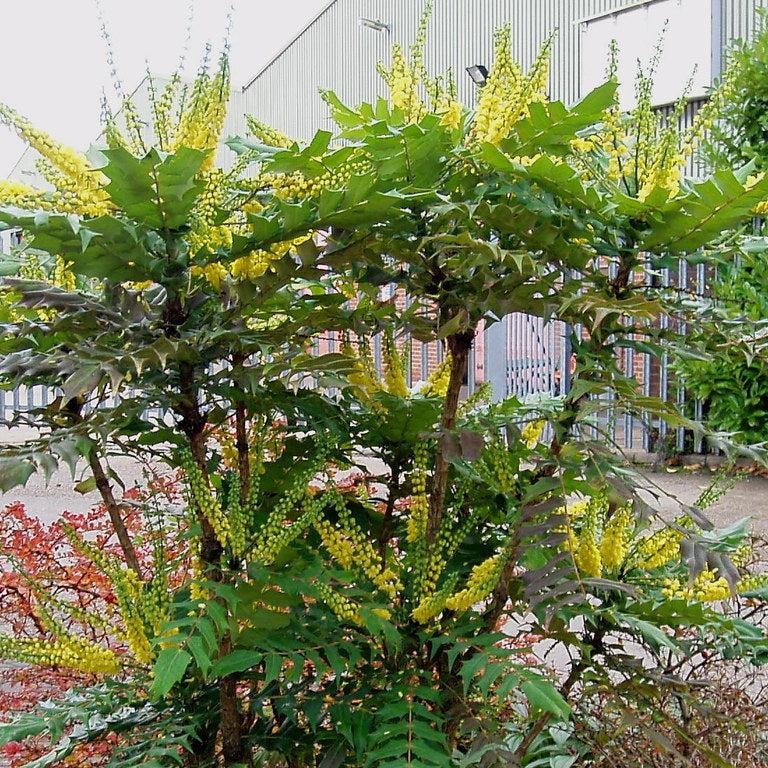 Mahonia media Winter Sun  40-50 CM C3 - Image 3