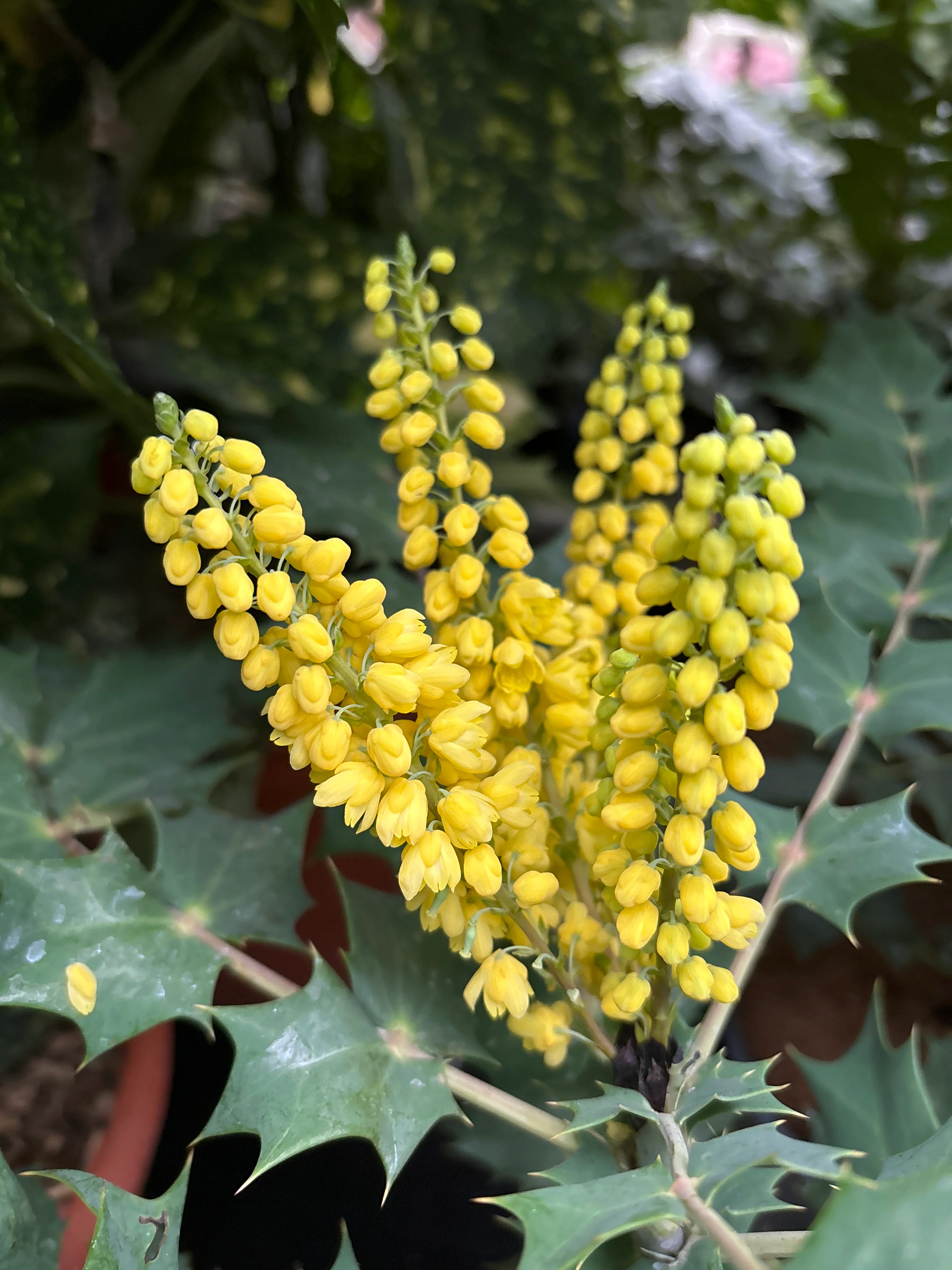 Mahonia media Winter Sun  40-50 CM C3 - Image 4