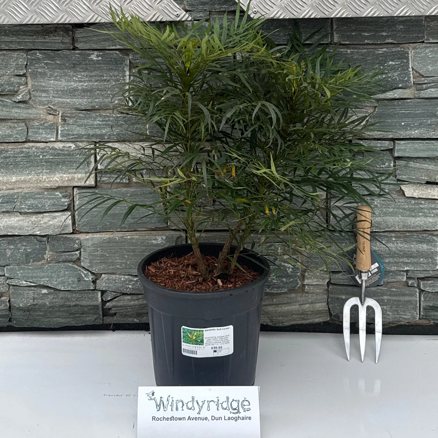 MAHONIA Soft Caress G