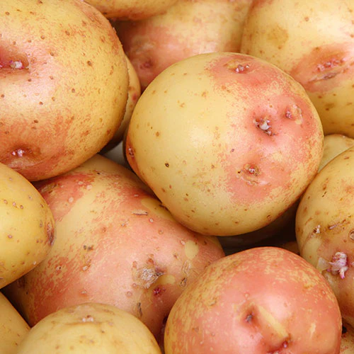 MAIN CROP KING EDWARD 2 KG NETS