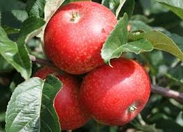 Malus d. Beauty of Bath - Image 2