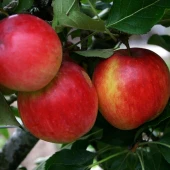 Malus d. Katy(Katja) - Image 3