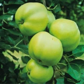 Malus Grenadier - Image 2