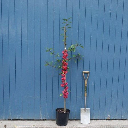 MALUS RED SENTINEL - Image 3