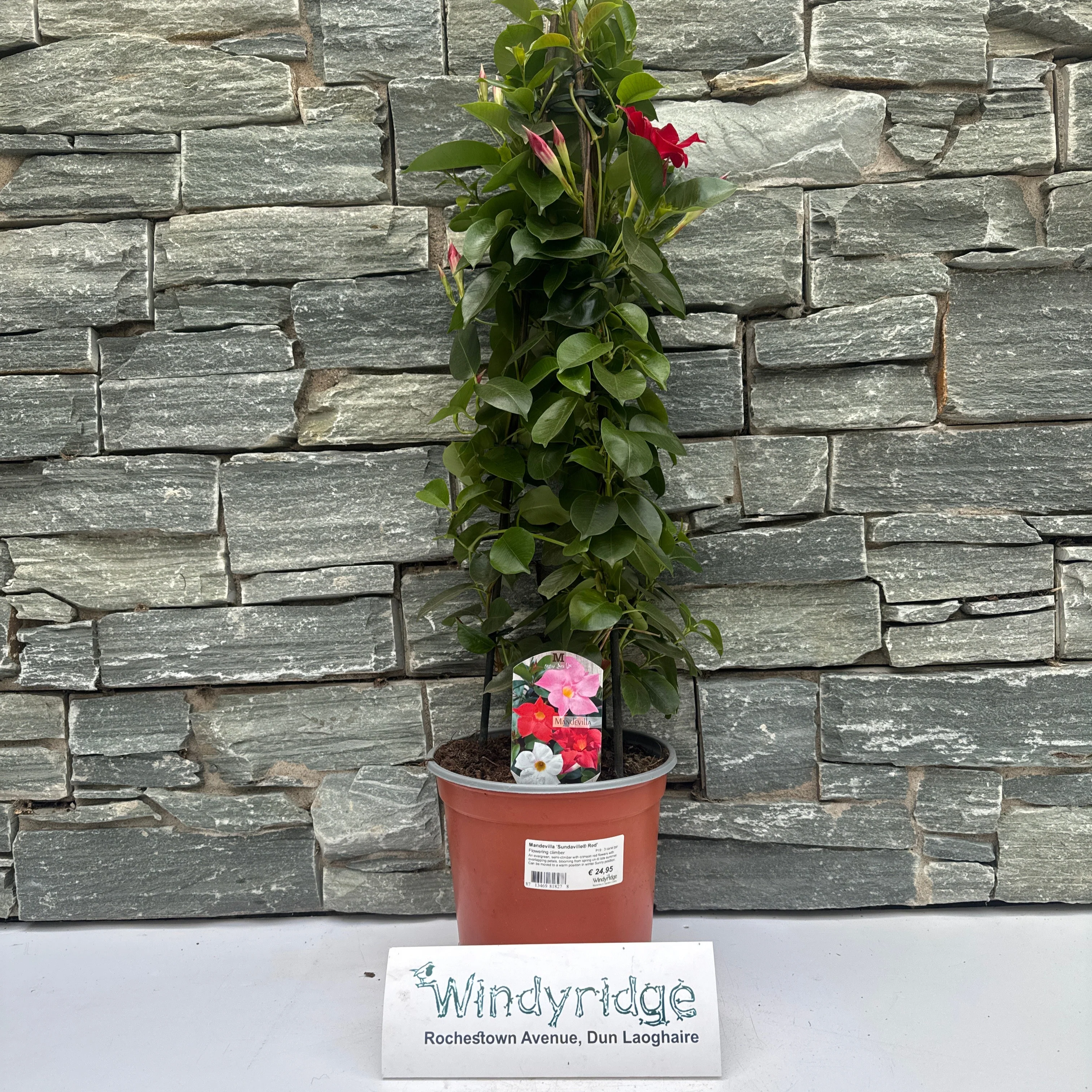 Mandevilla Sundaville Red P19 - 3 cane pyr