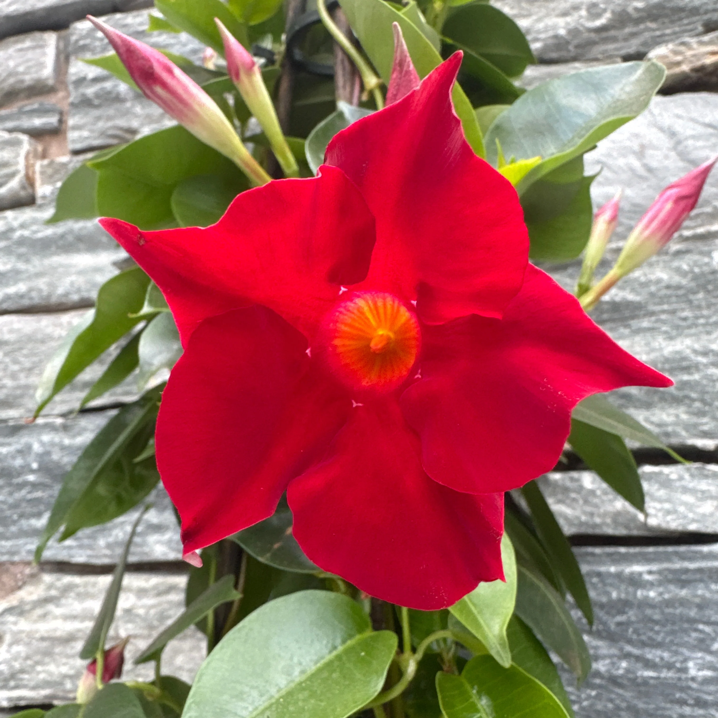 Mandevilla Sundaville Red P19 - 3 cane pyr - Image 2