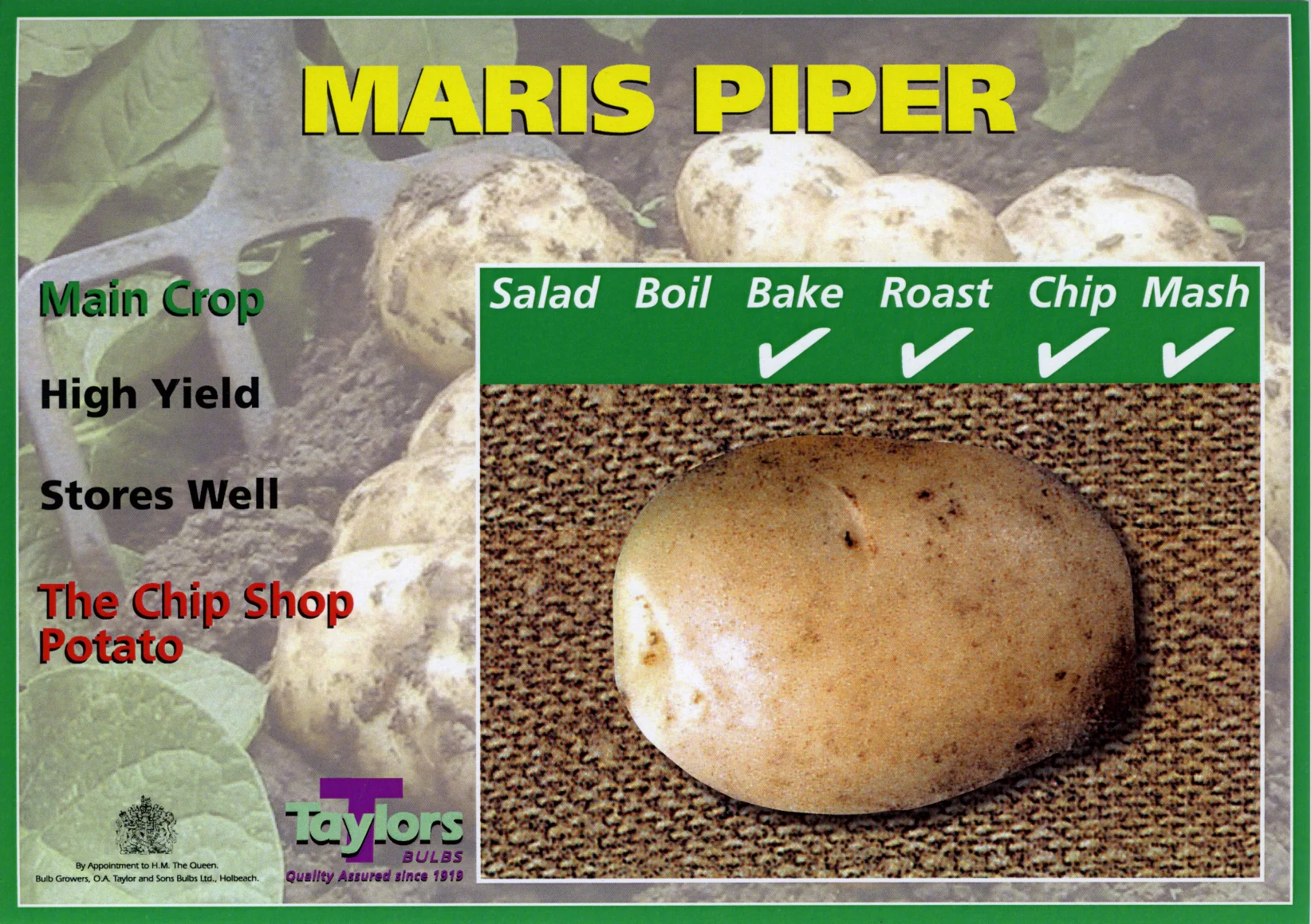 MARIS PIPER SEED POTATOS - Image 2
