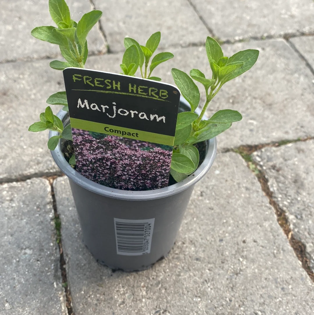 Marjoram Golden