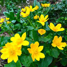Marsh Marigold Caltha Palustris Polypetala (9cm Pot) - Image 3