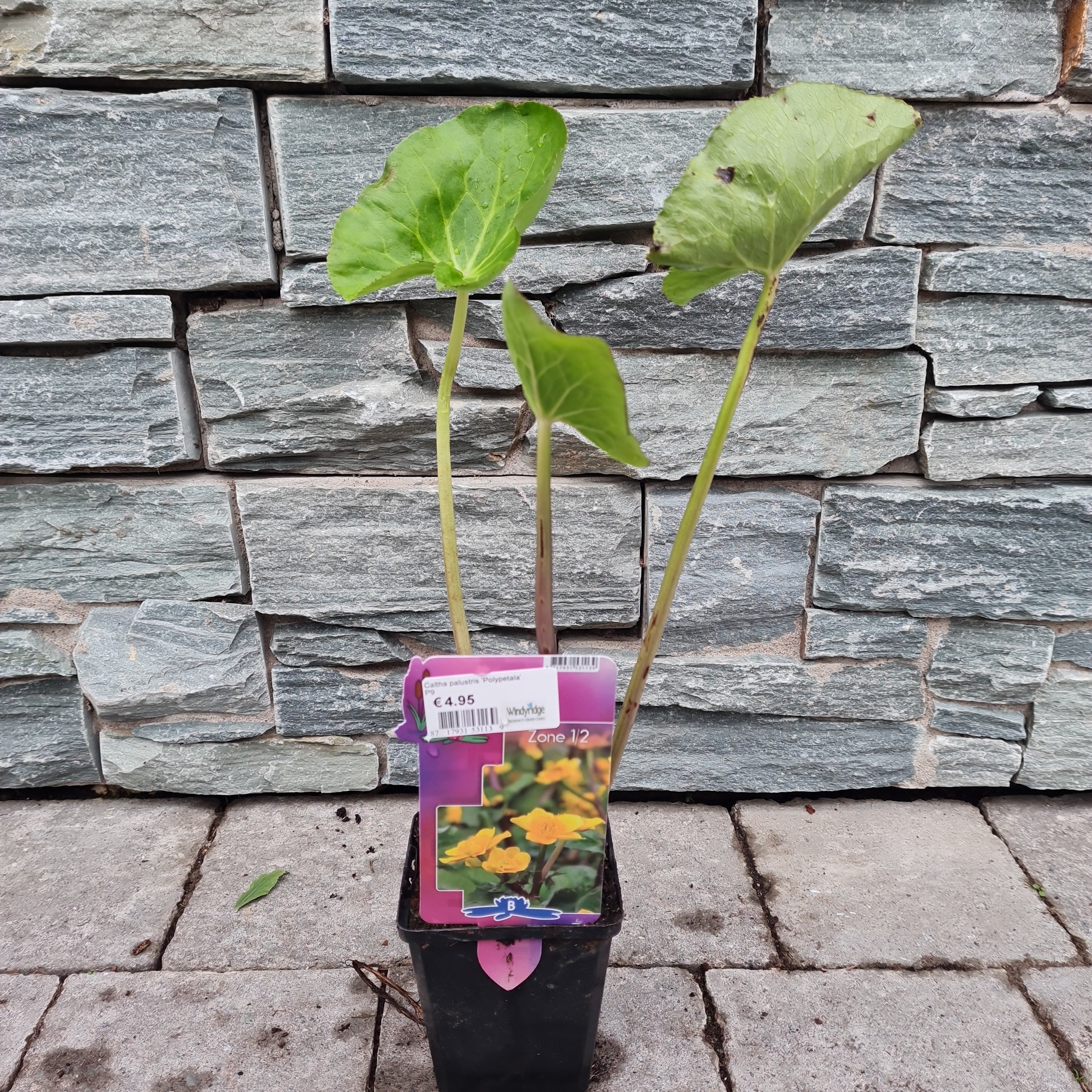 Marsh Marigold Caltha Palustris Polypetala (9cm Pot) - Image 4