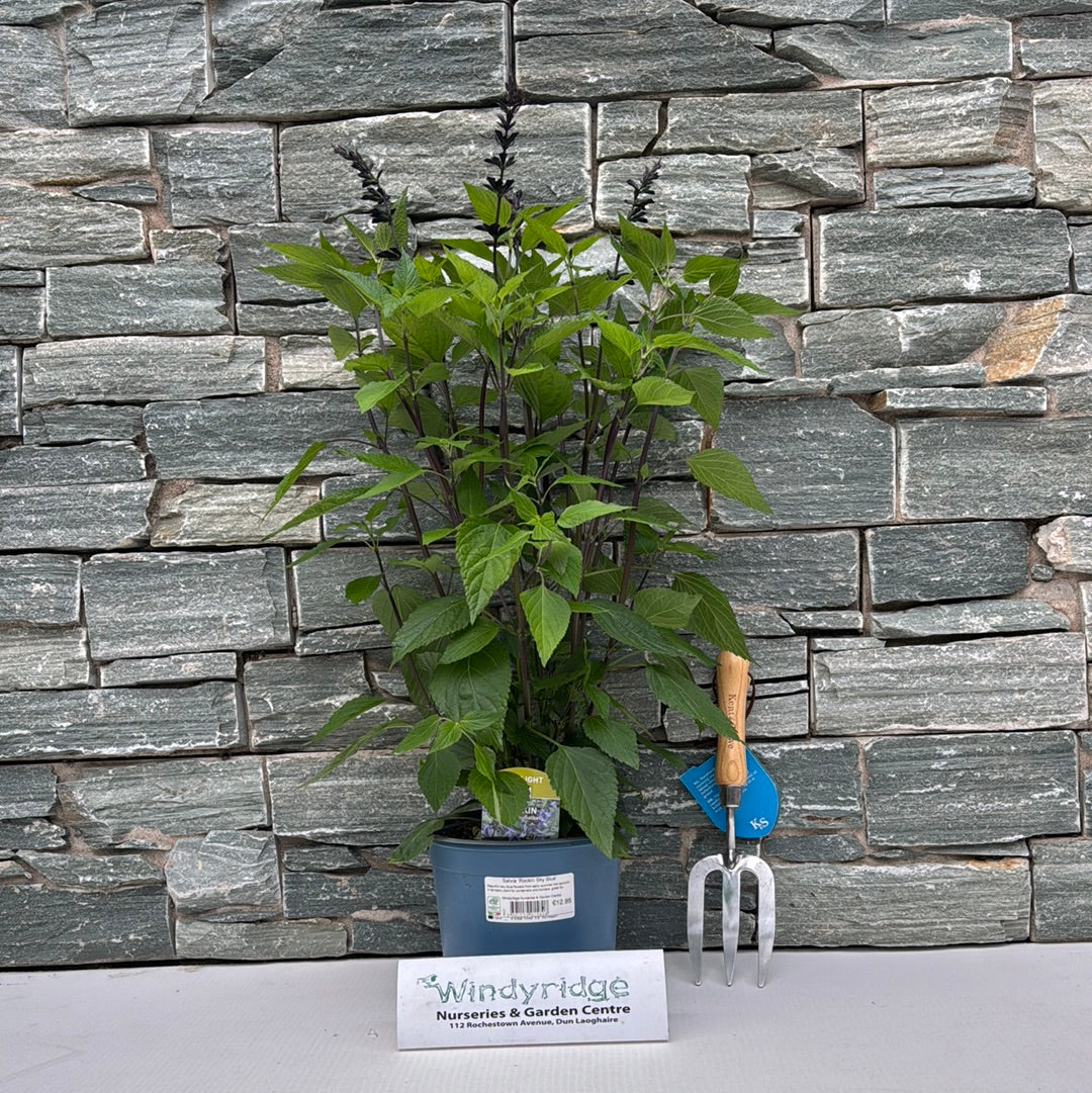 Mealy Blue Sage Salvia Rockin Sky Blue (3Ltr Pot) - Image 2
