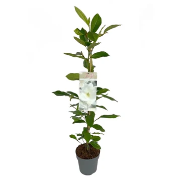 Michelia Fairy Magnolia White - Image 2