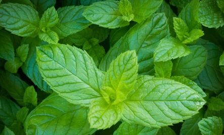 Mint, Garden 9cm Pot - Image 2