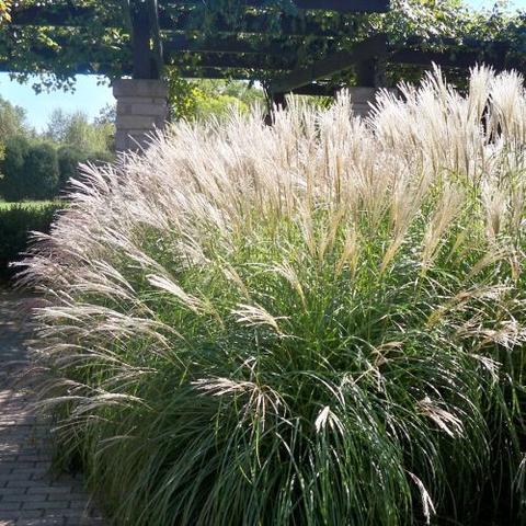 Miscanthus Morning Light