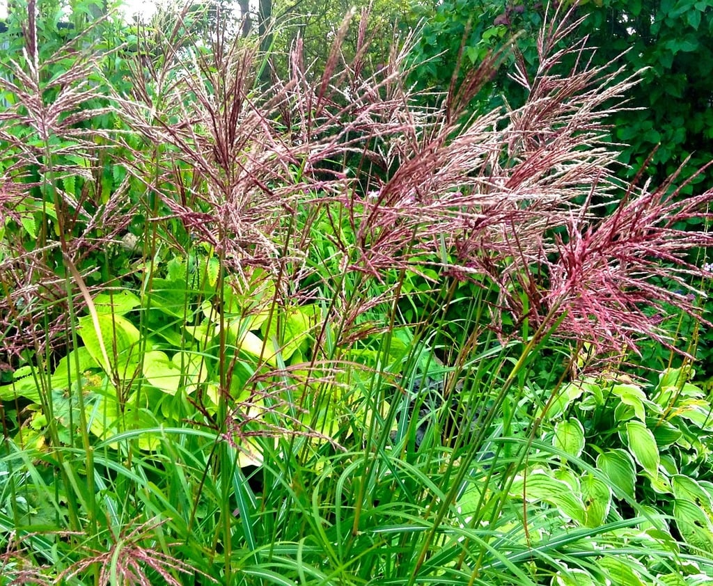 Miscanthus Pink Cloud