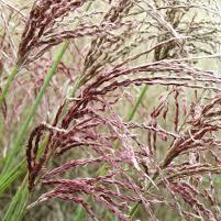 Miscanthus Pink Cloud - Image 3