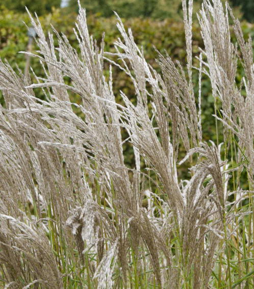 Miscanthus sin. Kleine Silberspinne