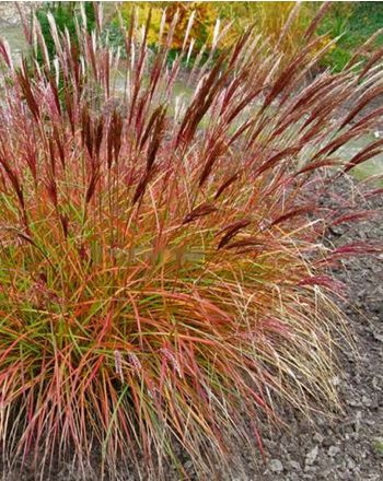Miscanthus sin. Red Chief - Image 2