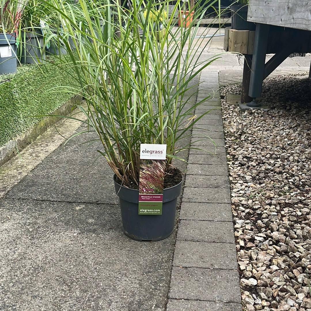 Miscanthus sin. Red Chief - Image 2
