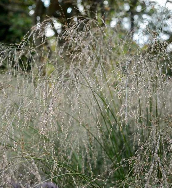 MOLINIA arund Transparent