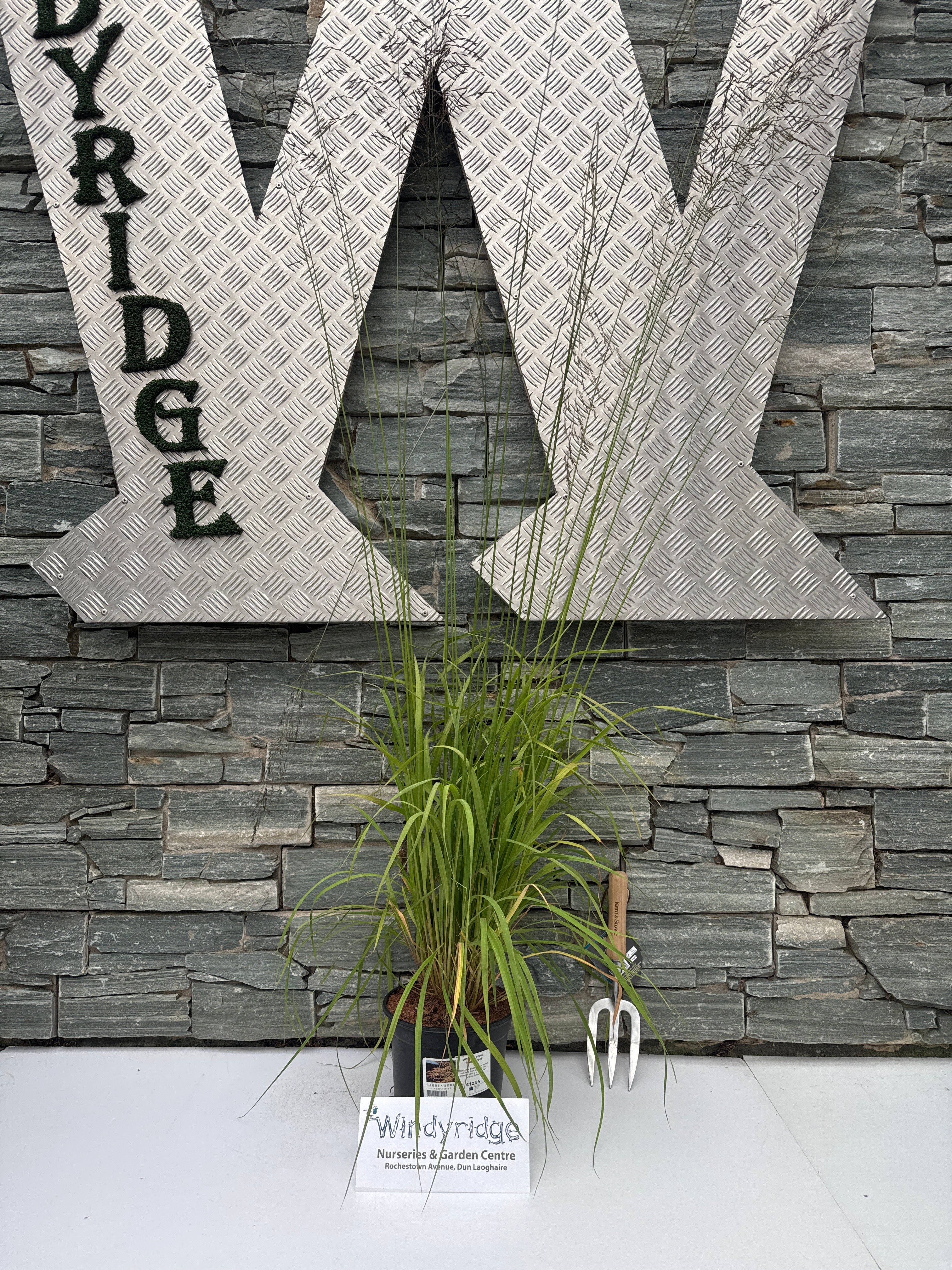 MOLINIA arund. Transparent 3Ltr Pot - Image 3