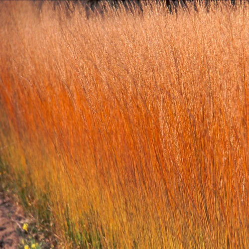 MOLINIA caerulea Heidebraut