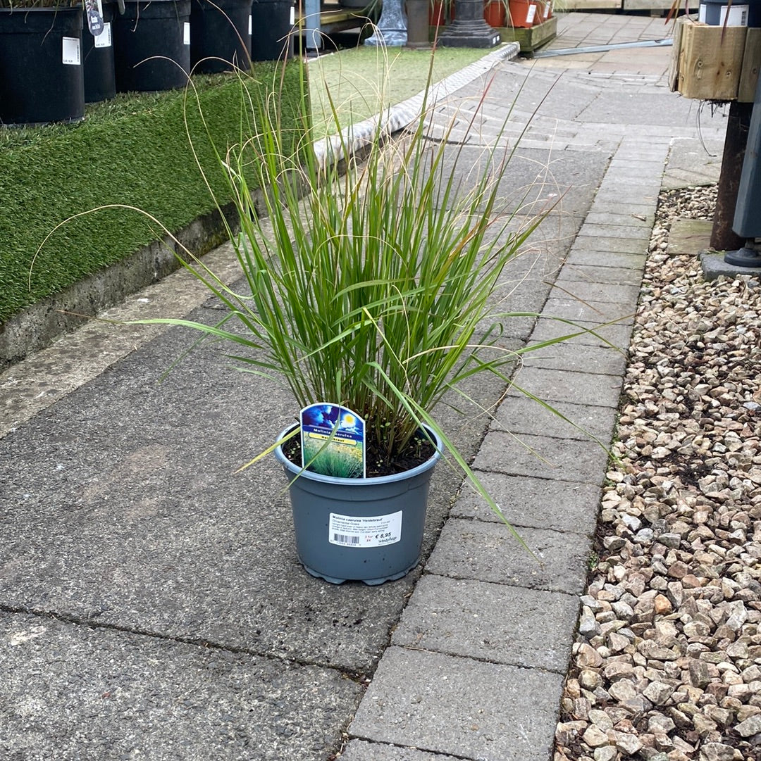 Molinia caerulea Heidebraut 2 Ltr pot - Image 2