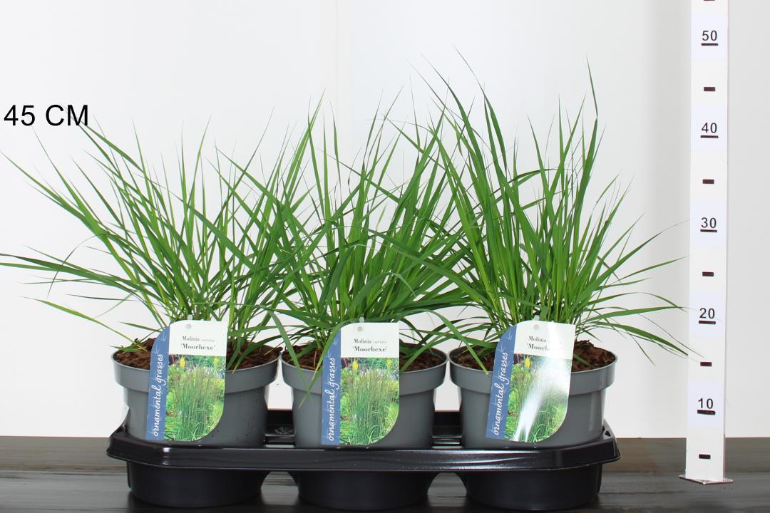 Molinia caerulea Moorhexe - Image 3