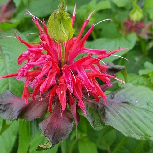 Monarda didyma Cambridge Scarlet - Image 3