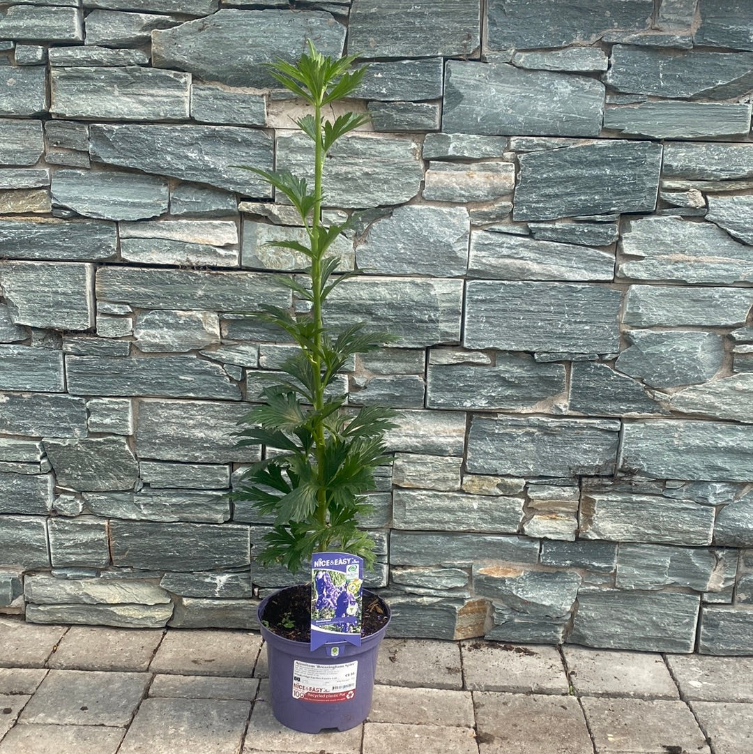 Aconitum 'Bressingham Spire' - Image 3