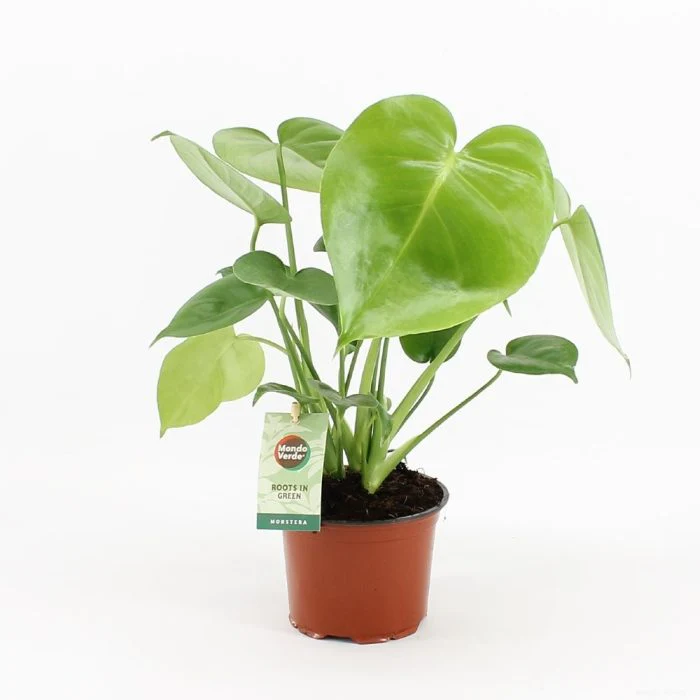Monstera deliciosa P12